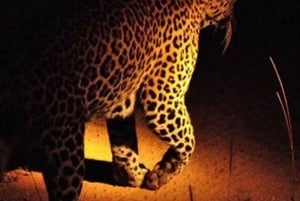 Victoria Falls Park: Sternenbeobachtung und Buschfahrt bei Nacht