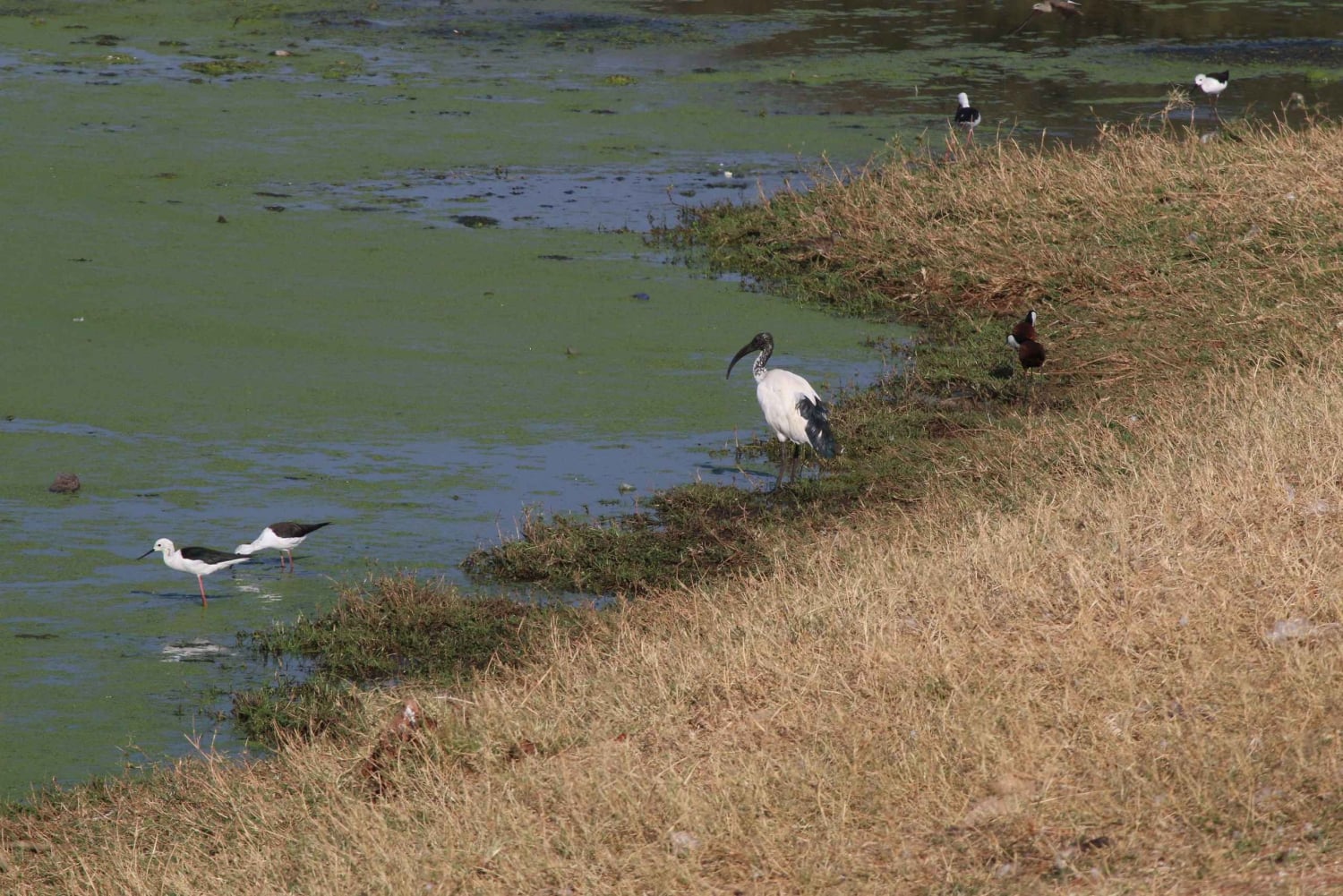 Victorian putoukset: Falls Fallsin vesillä: Yksityinen lintujenbongaussafari kaupungin lähellä.
