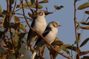 Victorian putoukset: Falls Fallsin vesillä: Yksityinen lintujenbongaussafari kaupungin lähellä.