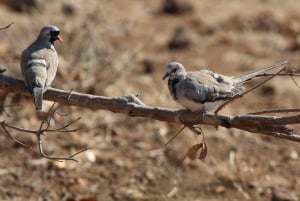 Victorian putoukset: Falls Fallsin vesillä: Yksityinen lintujenbongaussafari kaupungin lähellä.