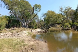Victorian putoukset: Falls Fallsin vesillä: Yksityinen lintujenbongaussafari kaupungin lähellä.
