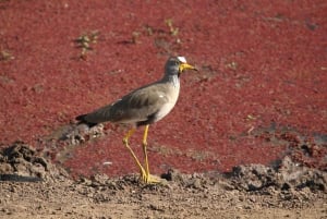 Victorian putoukset: Falls Fallsin vesillä: Yksityinen lintujenbongaussafari kaupungin lähellä.
