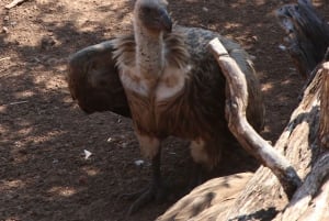 Victorian putoukset: Falls Fallsin vesillä: Yksityinen lintujenbongaussafari kaupungin lähellä.