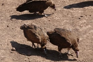 Victorian putoukset: Falls Fallsin vesillä: Yksityinen lintujenbongaussafari kaupungin lähellä.