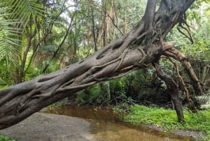 Водопады Виктории: Частная экскурсия с гидом к водопадам