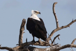 Victoria Falls: Private Zambezi River Birdwatching Safari