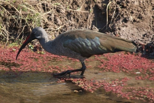 Victoria Falls: Private Zambezi River Birdwatching Safari