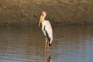 Victoria Falls: Private Zambezi River Birdwatching Safari