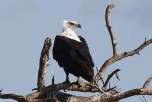 Victoria Falls: Private Zambezi River Birdwatching Safari