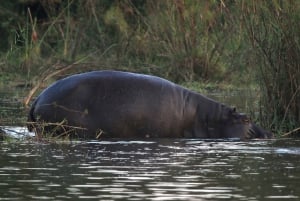 Victoria Falls: Private Zambezi River Birdwatching Safari