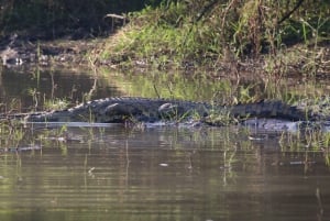 Victoria Falls: Private Zambezi River Birdwatching Safari