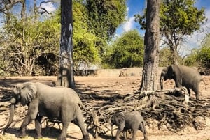 Cascate Vittoria: Escursione di un giorno al Quadripoint e al Chobe con pranzo