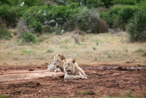 Victoria Falls & Safari Ganztägiges Erlebnis