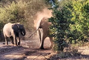 Victoria Falls: Safari Game Drive med afhentning på hotellet
