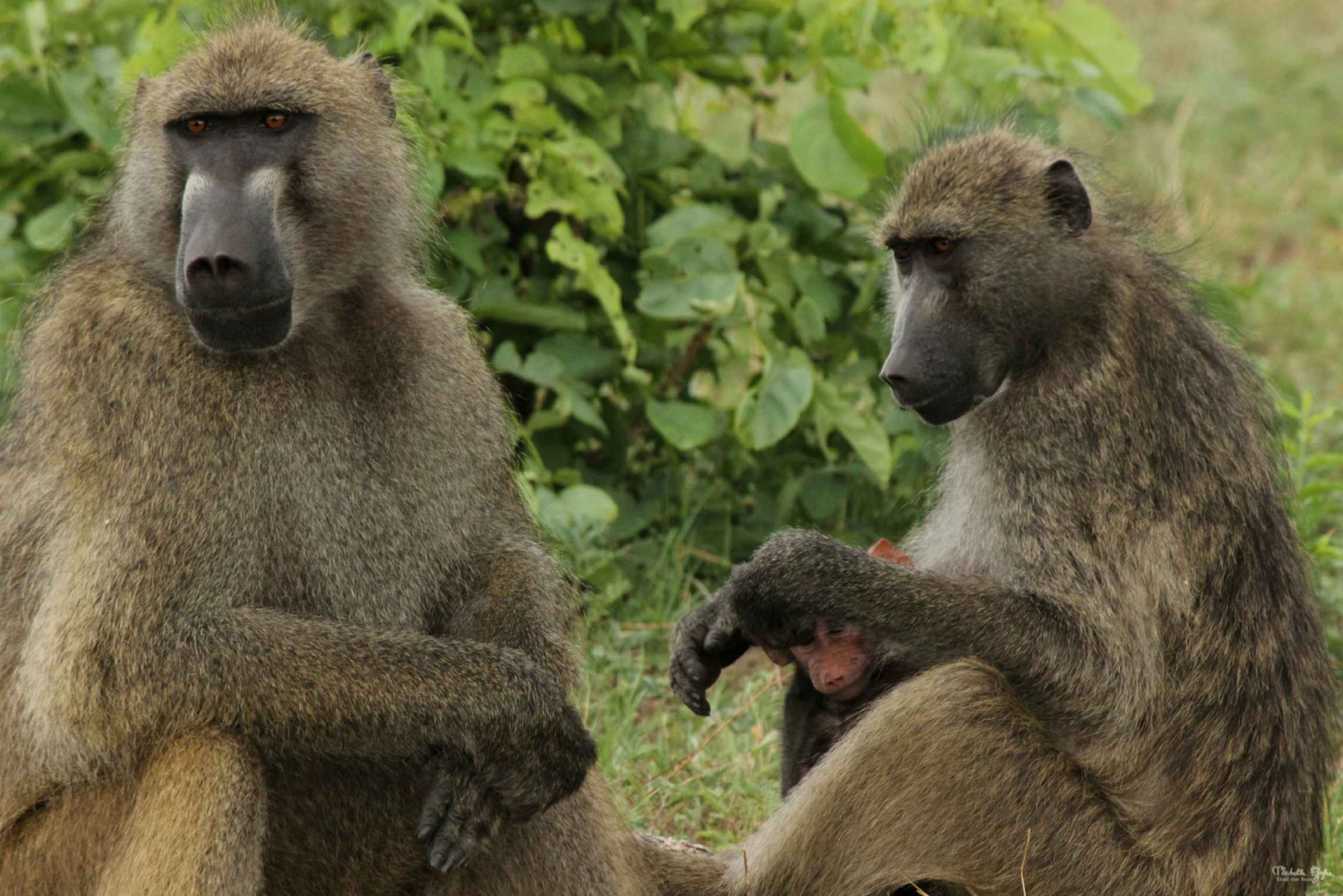 Safari nas Cataratas Vitória com almoço e cruzeiro ao pôr do sol