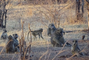 Victoria Falls: Safari