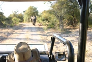 Victoria Falls: Safari