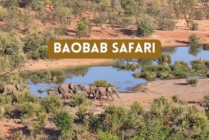 Victoria Falls: 4x4 Baobab Safari in National Park