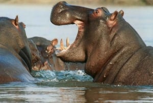 Chutes Victoria : Expérience pittoresque dans un village avec déjeuner-croisière