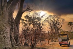 Victoria Falls: Game Drive or Safari for Single Riders