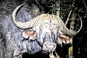 Victorian putoukset: 4x4:llä pusikossa tapahtuva tähtien katselu