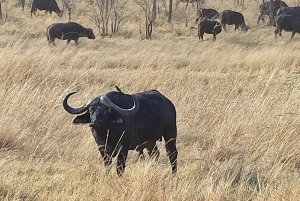 Victoria Falls: Sunset Safari + Tour of Victoria Falls Town