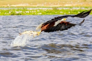 Victoria Falls: Tiger Fishing Trip on the Zambezi River