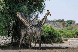 From Victoria Falls to Chobe National Park, Safari Adventure