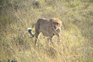 From Victoria Falls to Chobe National Park, Safari Adventure