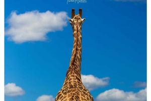 From Victoria Falls to Chobe National Park, Safari Adventure