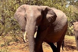 From Victoria Falls to Chobe National Park, Safari Adventure