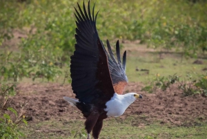 From Victoria Falls to Chobe National Park, Safari Adventure