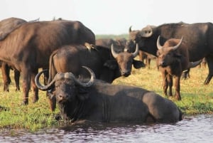 Victoria Falls: Landsbyopplevelse med luksuscruise og lunsj