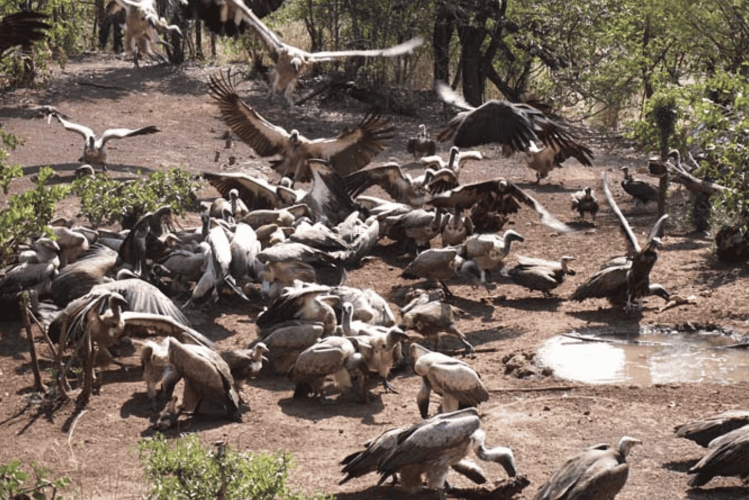 Cataratas Victoria: Safari con buitres y paseo por la sabana