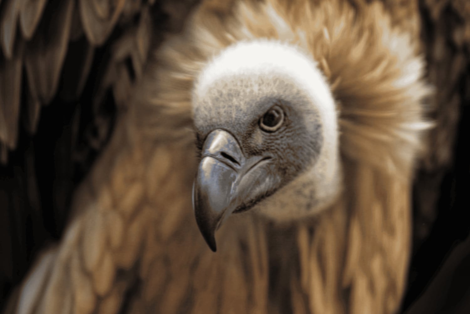Cataratas Victoria: Safari con buitres y paseo por la sabana