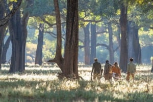 Victoria Falls: Walking Safari