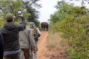 Victoria Falls: Walking Safari