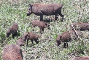 Victoria Falls Zambezi National Park: 3-Hr Safari Adventure