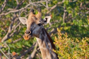 Victoria Falls: Zambezi National Park Game Drive