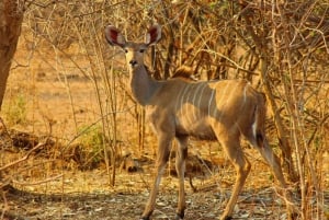 Victoria Falls: Zambezi National Park Game Drive