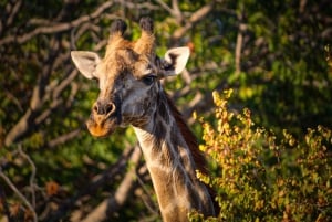 Chutes Victoria : Safari dans le parc national du Zambèze