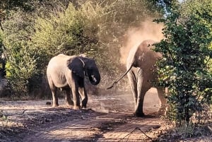 Victoria Falls: Zambezi National Park Safari