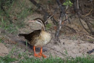 Водопад Виктория: круиз по Замбези, наблюдение за птицами и трансфер