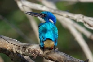 Водопад Виктория: круиз по Замбези, наблюдение за птицами и трансфер