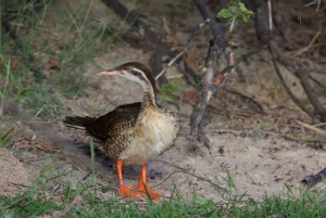Victoria Falls: Zambezi River Birdwatching Cruise & Pickup