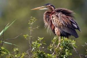 Victoria Falls: Zambezi River Birdwatching Cruise & Pickup