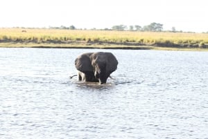 Victoria Falls: Zambezi River Sunset Cruise with Drinks