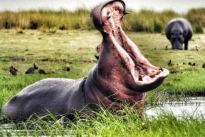 Victoriafallene: Zambezi-rafting og solnedgangscruise