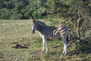 Wodospad Wiktorii Zimbabwe - przygoda z ukrytymi klejnotami