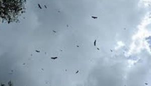 Vulture Feeding